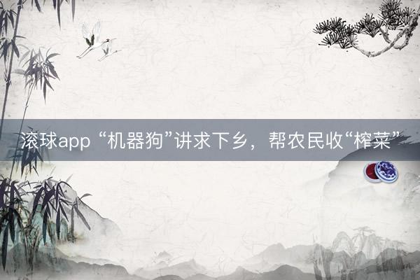 滚球app “机器狗”讲求下乡,帮农民收“榨菜”