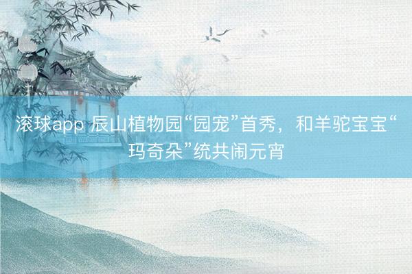 滚球app 辰山植物园“园宠”首秀，和羊驼宝宝“玛奇朵”统共闹元宵