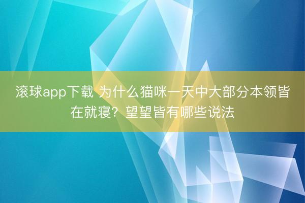 滚球app下载 为什么猫咪一天中大部分本领皆在就寝?望望皆有哪些说法