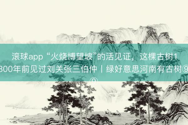 滚球app “火烧博望坡”的活见证,这棵古树1800年前见过刘关张三伯仲丨绿好意思河南有古树⑨