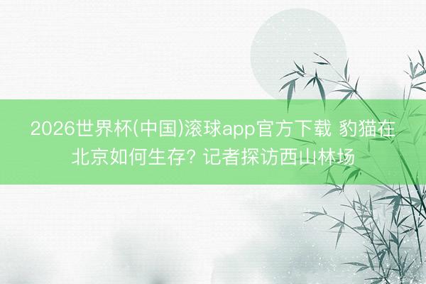 2026世界杯(中国)滚球app官方下载 豹猫在北京如何生存? 记者探访西山林场