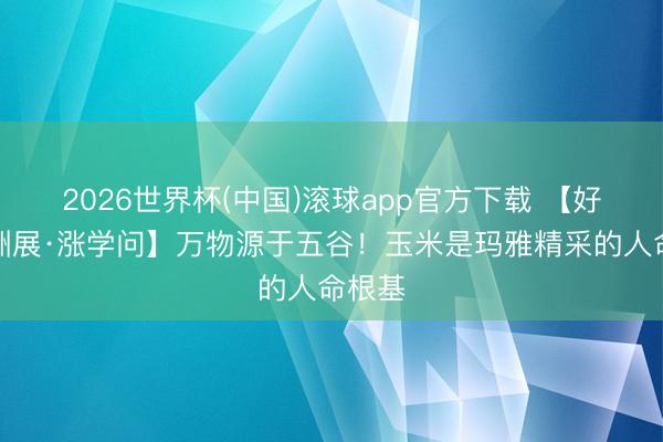 2026世界杯(中国)滚球app官方下载 【好意思洲展·涨学问】万物源于五谷!玉米是玛雅精采的人命根基